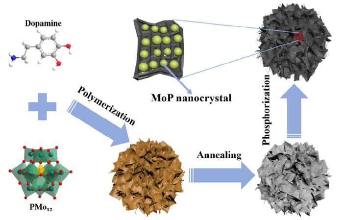 In-situ Synthesis of Coral-Like Molybdenum Phosphide (MoP) Microspheres ...